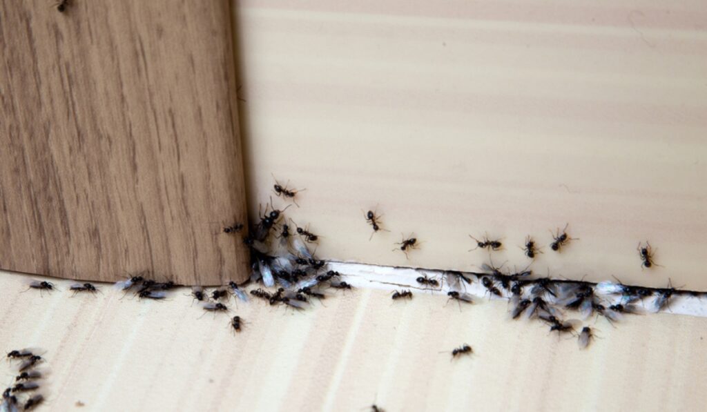 Hiring Pest Control Experts to Handle an Ant Infestation in Your Home