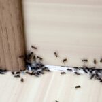 Hiring Pest Control Experts to Handle an Ant Infestation in Your Home