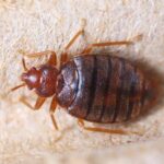 Tips to Control Bed Bug Infestation